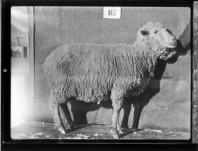 Sheep
