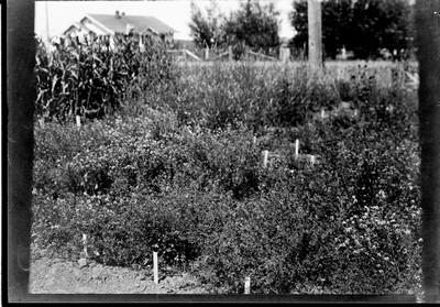 Alfalfa