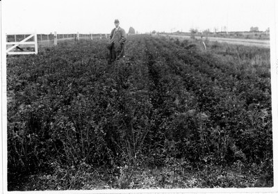 Alfalfa Field