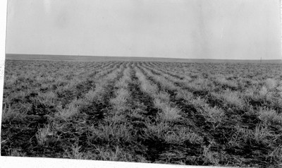 Alfalfa Field