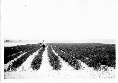 Alfalfa Field