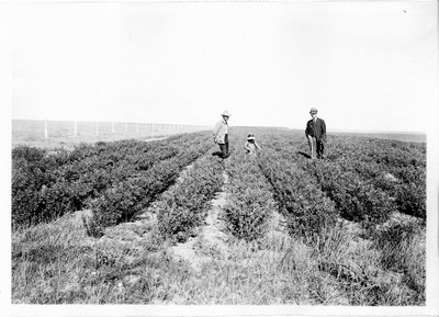 Alfalfa Field