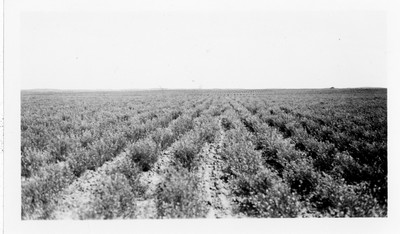 Alfalfa
