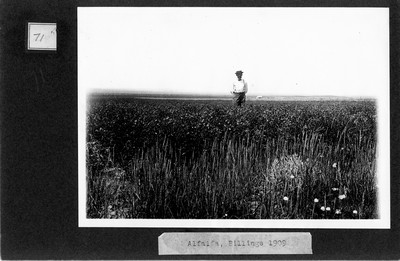 Alfalfa