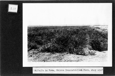 Alfalfa Rows