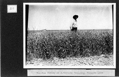 Barley