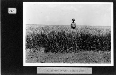 Barley
