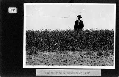 Barley