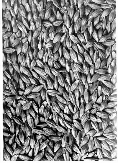 Barley