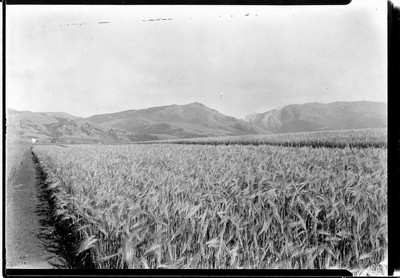 Barley