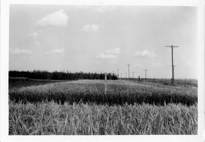 Barley