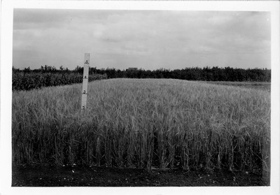 Barley
