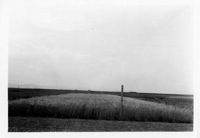Barley