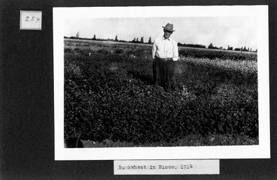 Buckwheat