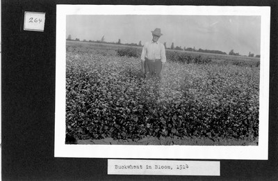 Buckwheat