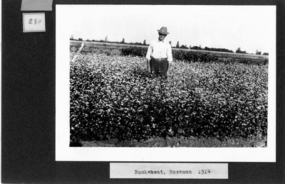 Buckwheat