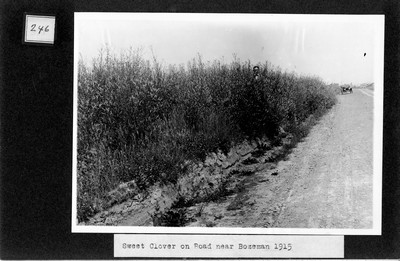 Sweet Clover