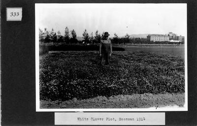 White Clover