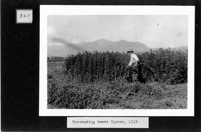 Sweet Clover