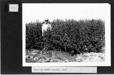 Sweet Clover