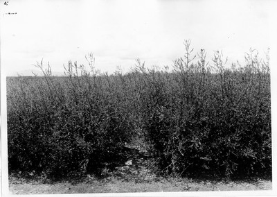 Sweet Clover