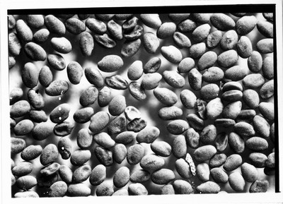 Seeds