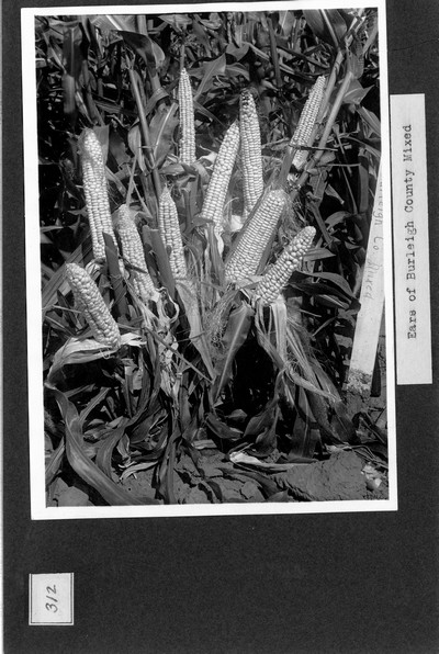 Corn