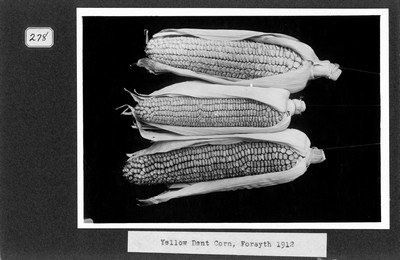 Corn