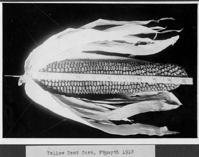 Corn