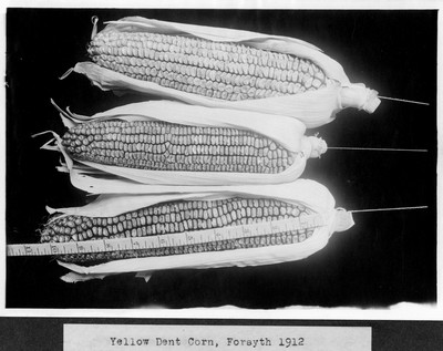 Corn