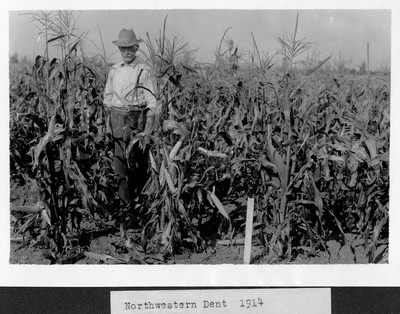 Corn