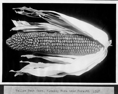 Corn