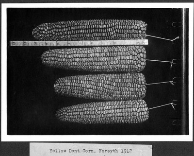 Corn