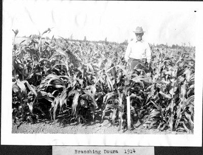Corn