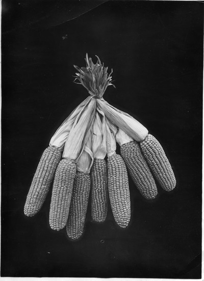Corn