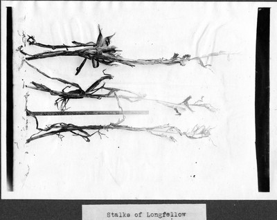 Corn Stalks