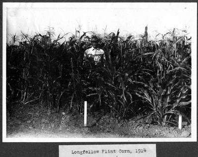 Corn