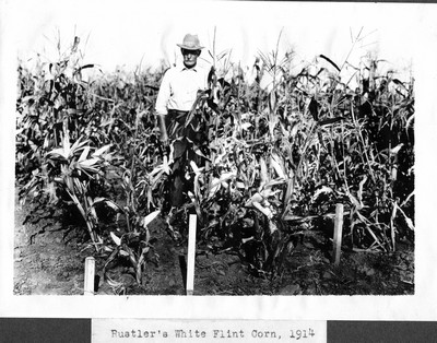 Corn