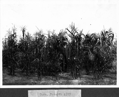 Corn