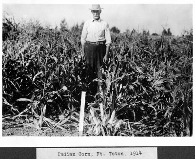 Corn
