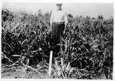 Corn