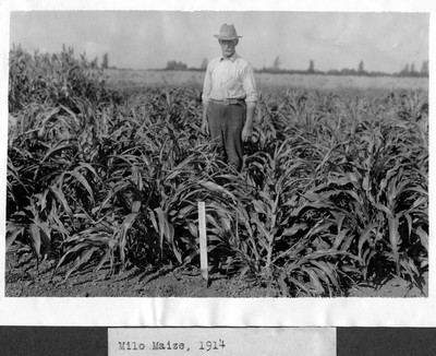 Corn