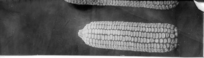 Corn Ears