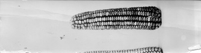 Corn Ears