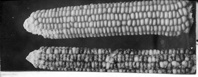 Corn Ears