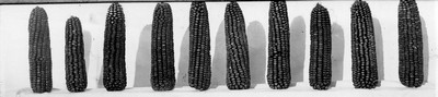 Corn Ears