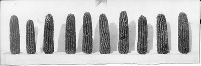 Corn Ears