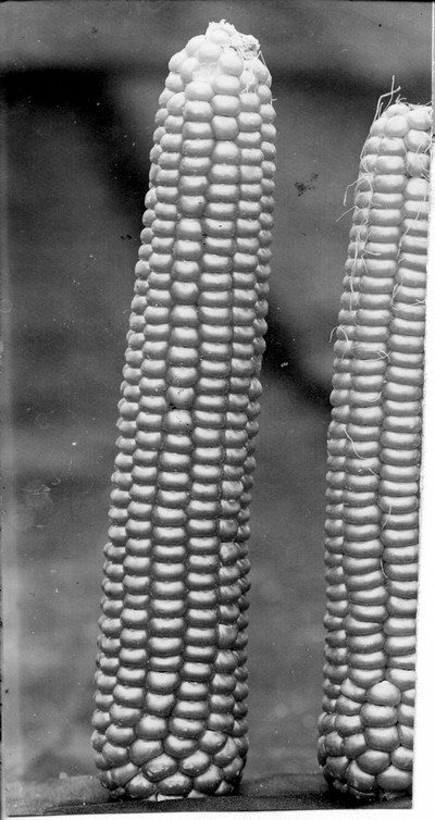 Corn Ears