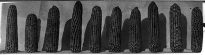 Corn Ears