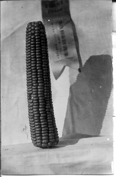 Corn Ears